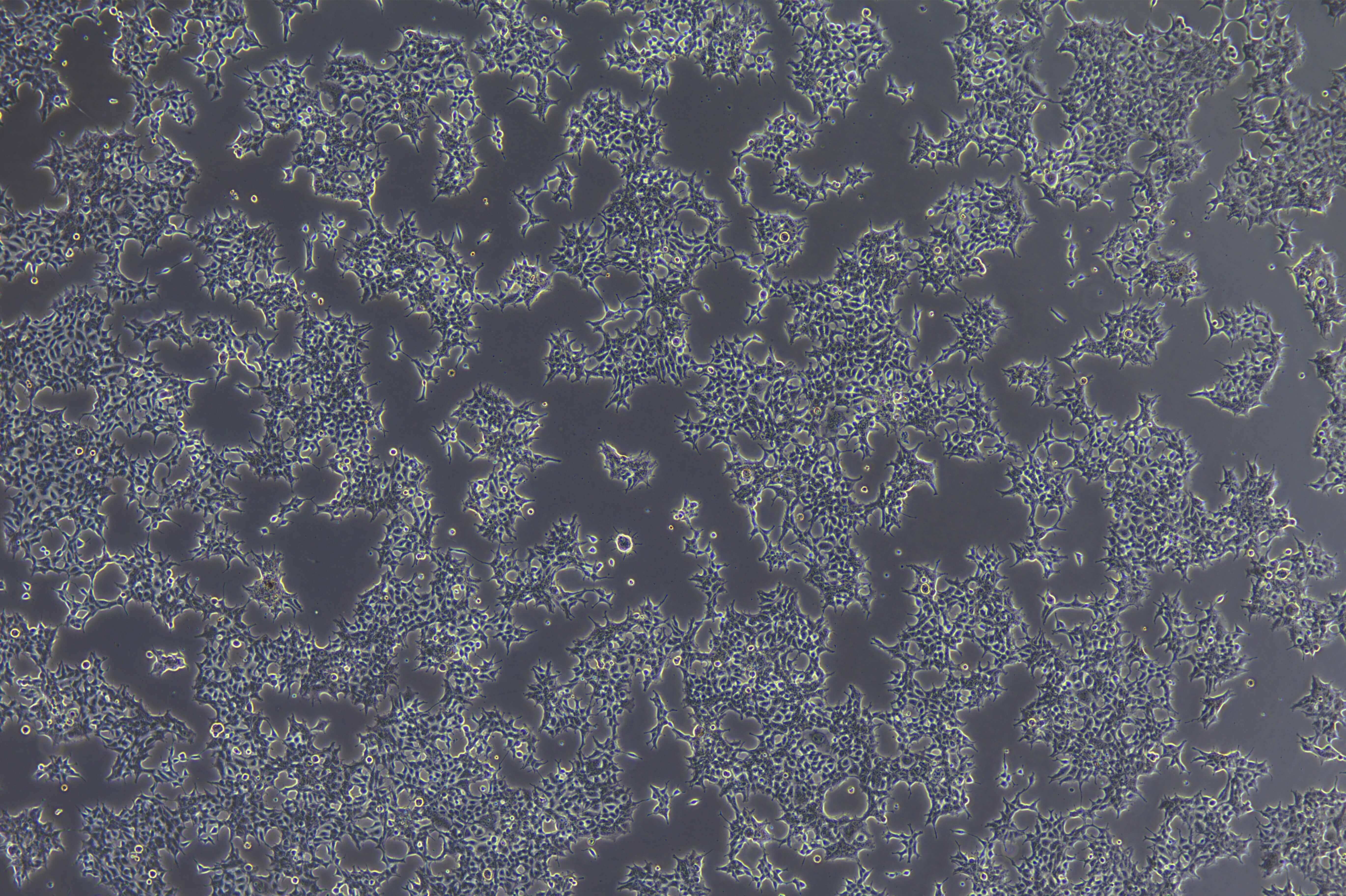Figure 3: 293T cells cultured in an ICO170 incubator for cell cryopreservation
